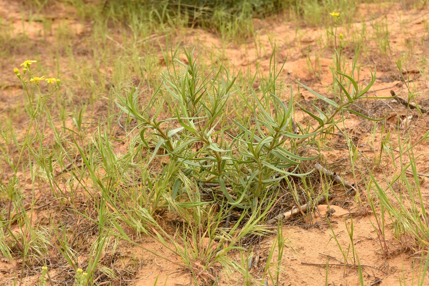 Изображение особи Gypsophila paniculata.