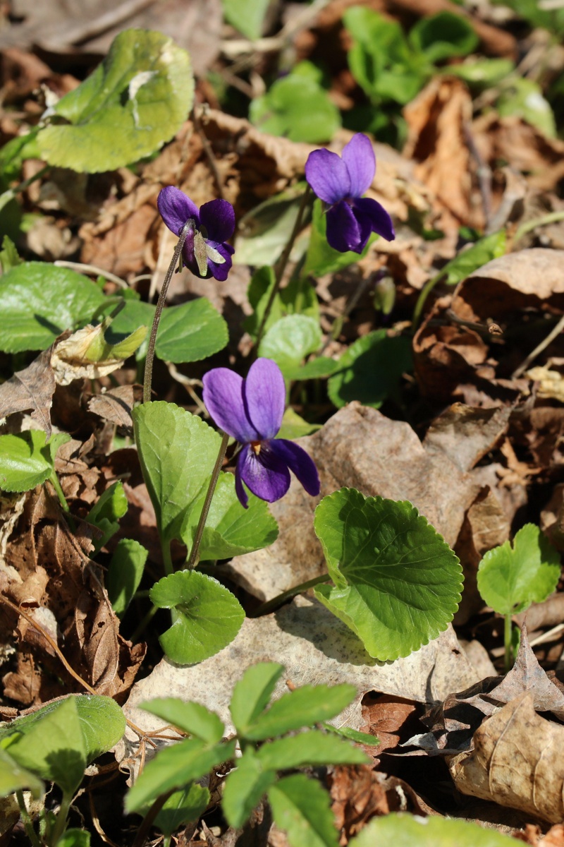Image of Viola odorata specimen.