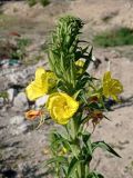 Oenothera biennis. Верхушка цветущего растения. ЛНР, г. Северодонецк, заброшенный палисадник. 22.06.2026.