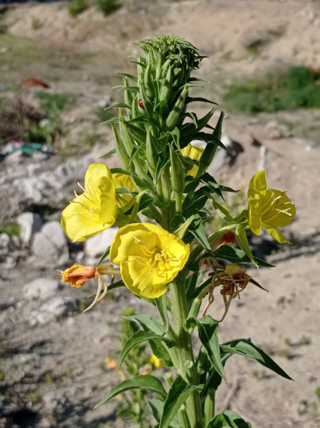 Image of Oenothera biennis specimen.