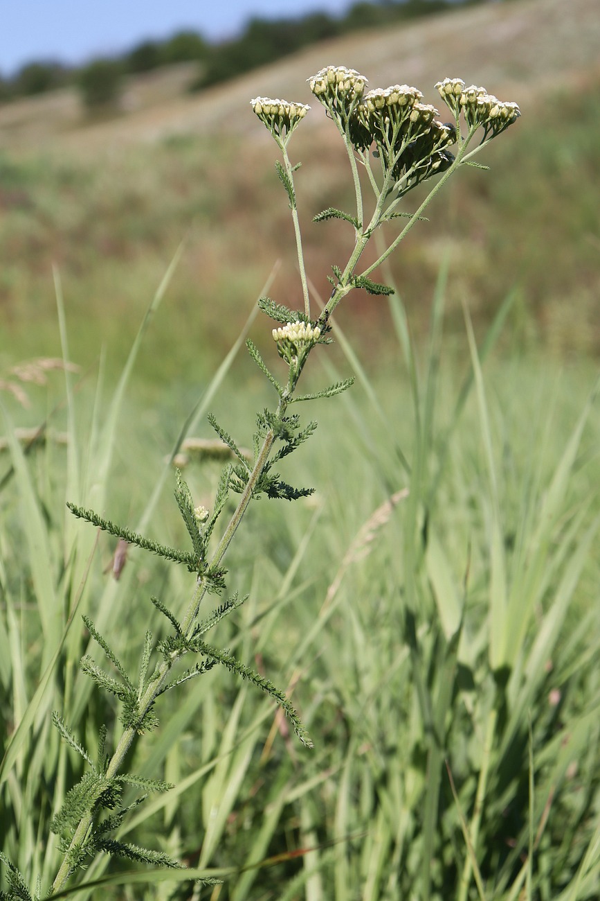 Image of Achillea setacea specimen.