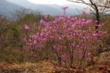 Rhododendron mucronulatum. Цветущее растение. Южное Приморье, Чёрные горы, заповедник \"Кедровая падь\", хр. Гаккелевский. 24.04.2008.