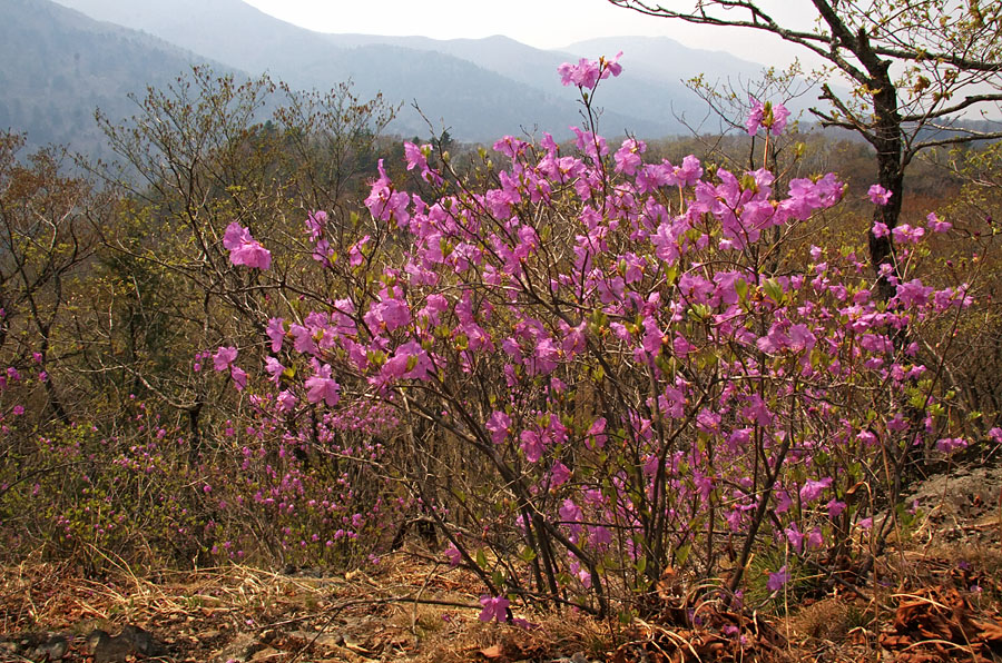 Image of Rhododendron mucronulatum specimen.