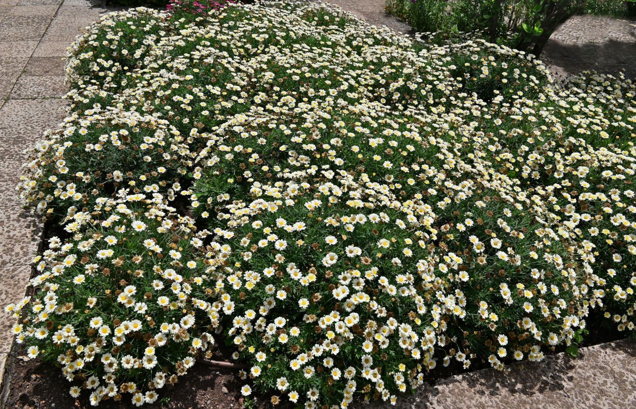 Image of Argyranthemum frutescens specimen.