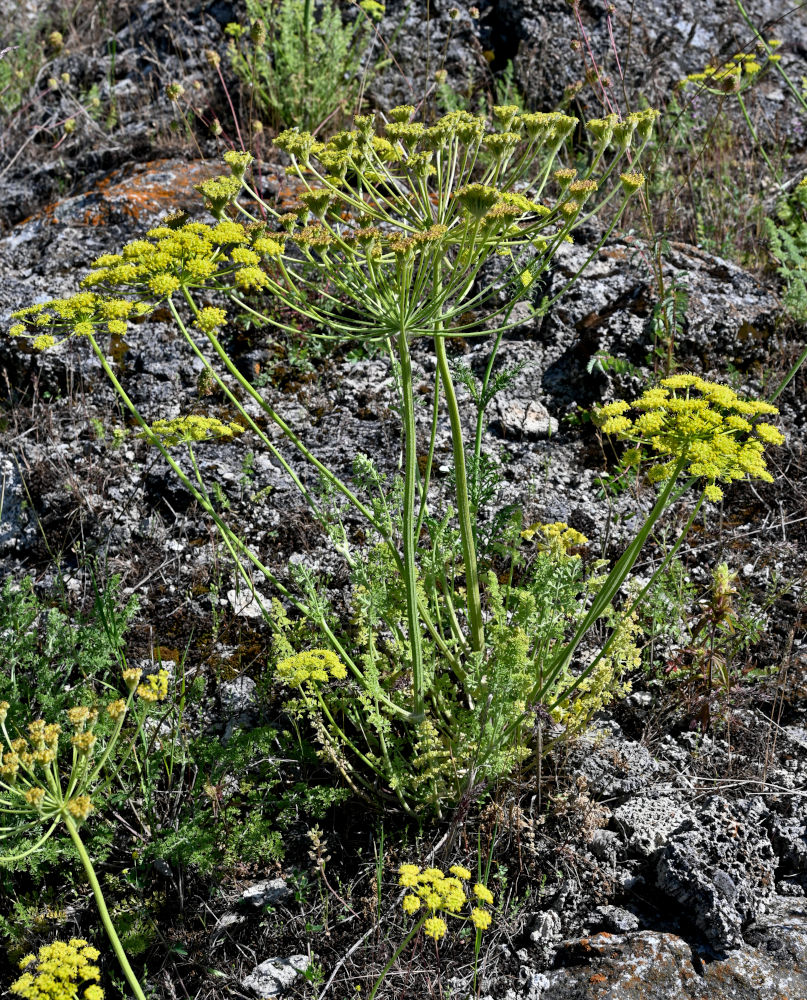 Image of Zosima absinthifolia specimen.