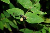 Hypericum androsaemum. Верхушка побега с плодами на разных стадиях созревания. Краснодарский край, муниципальное образование город-курорт Сочи, Адлерский р-н, Кудепстинский сельский округ, окр. пос. Дубравный, Кудепстинский дендропарк, опушка широколиственного леса. 05.07.2024.