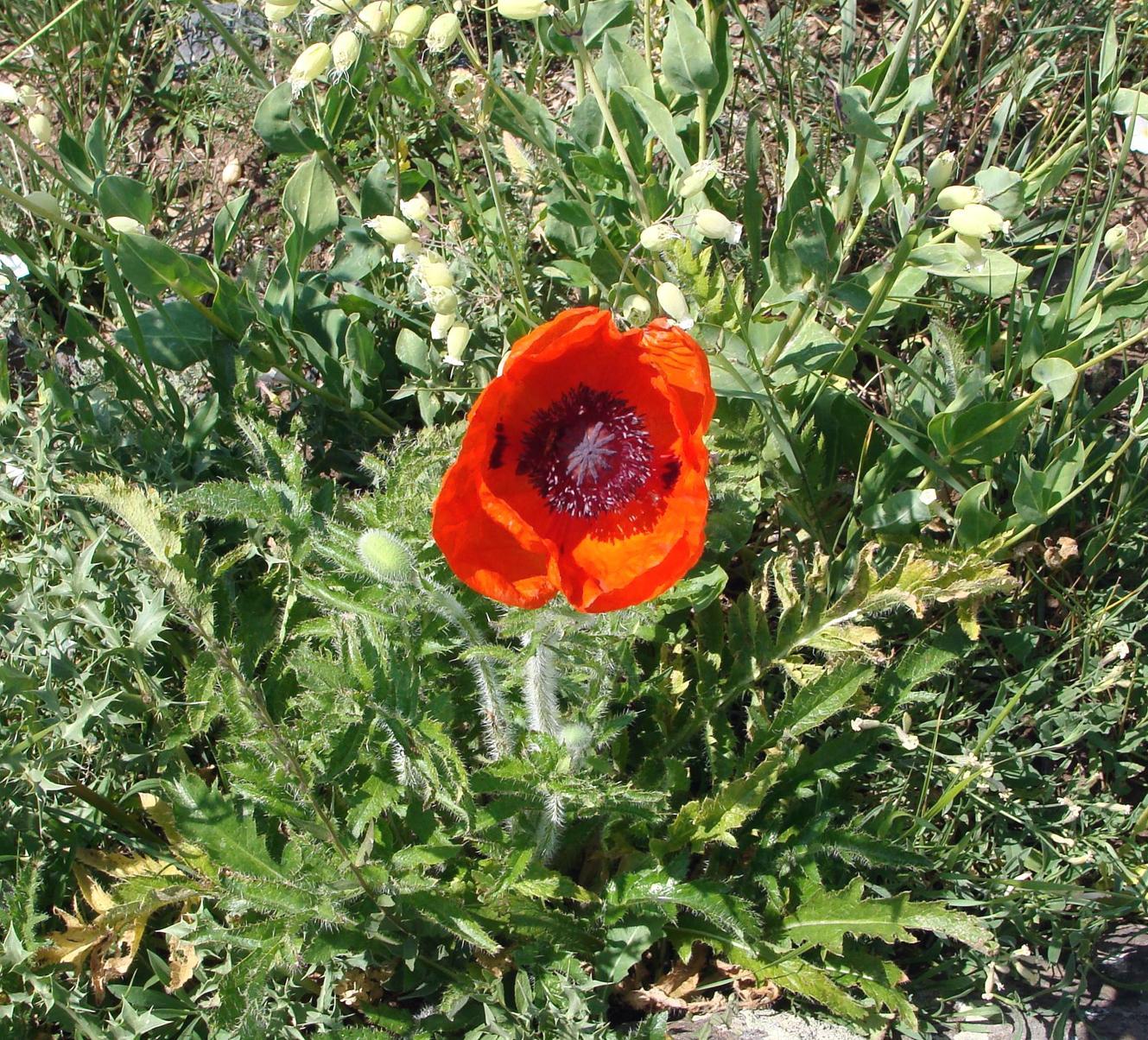Image of genus Papaver specimen.