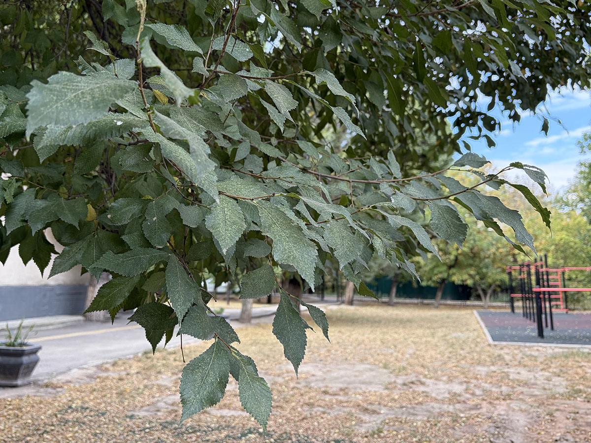Изображение особи Ulmus androssowii.