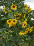 Helianthus annuus. Цветущие растения. Республика Молдова, муниципалитет Кишинёв, г. Кодру, огородный участок. 25 июля 2026 г.