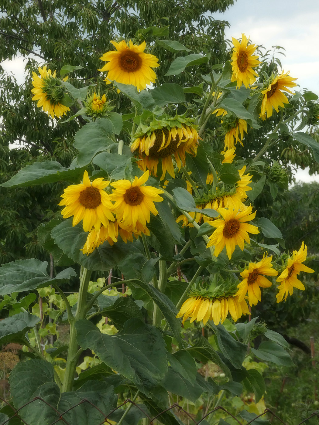 Image of Helianthus annuus specimen.
