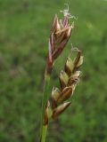 Carex caryophyllea