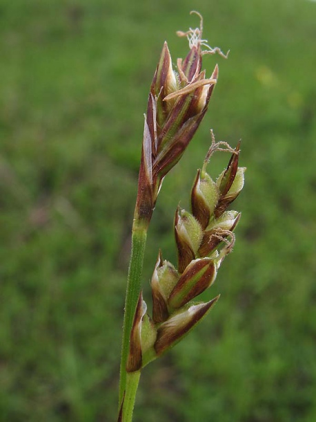 Изображение особи Carex caryophyllea.