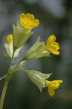 Primula macrocalyx