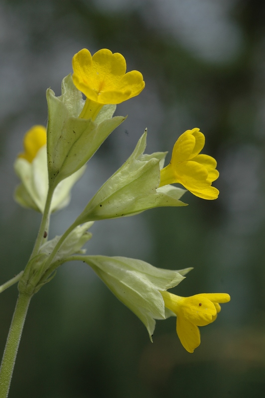 Image of Primula macrocalyx specimen.