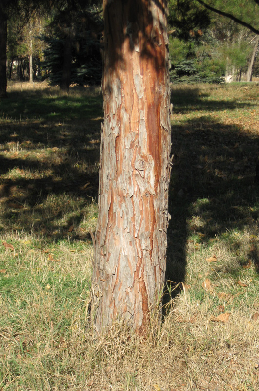 Image of Calocedrus decurrens specimen.