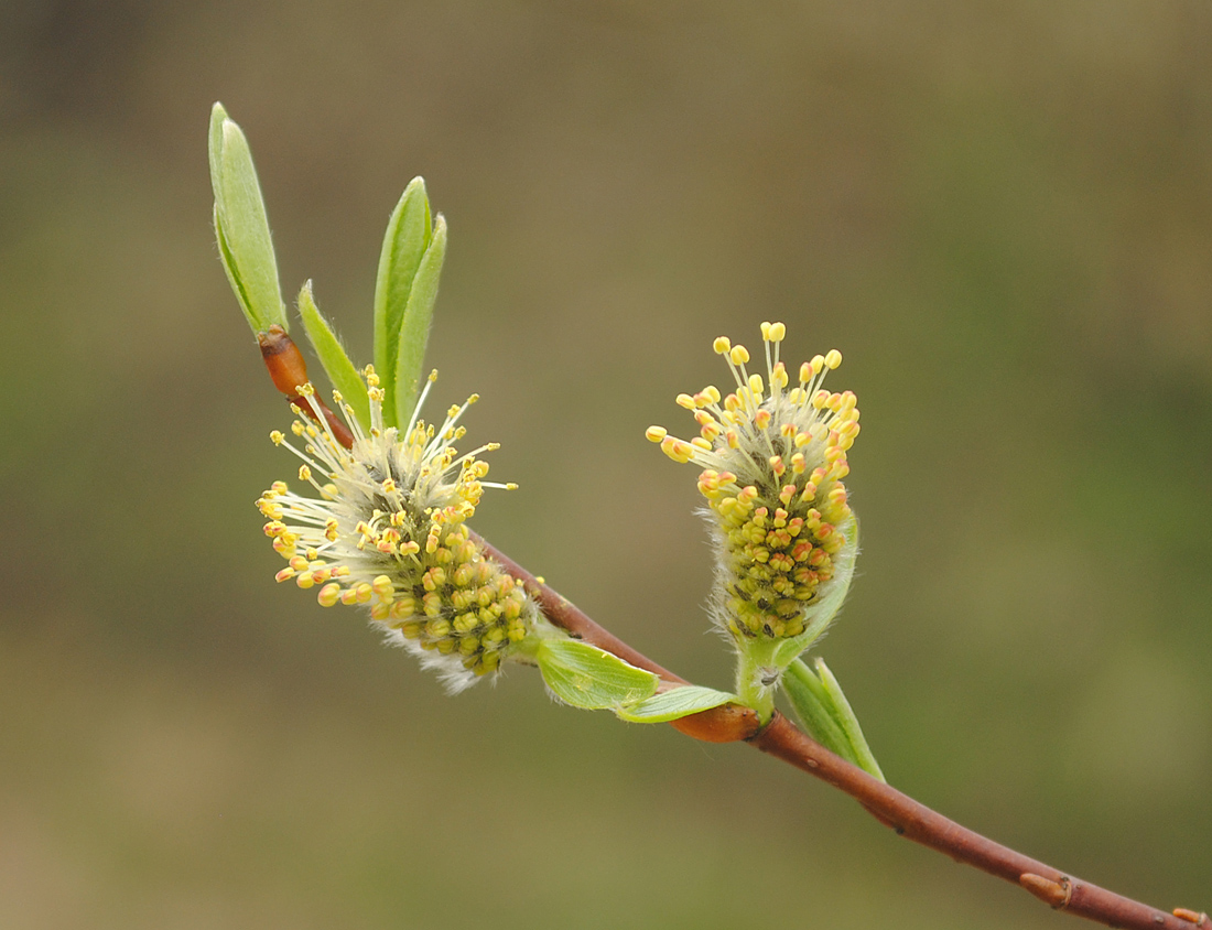 Что является частью мужского растения ивы. Ива Salix phylicifolia. Ива трехтычинковая листья. Ива трехтычинковая соцветия. Ива ломкая Верба.