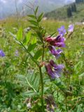 Vicia sepium