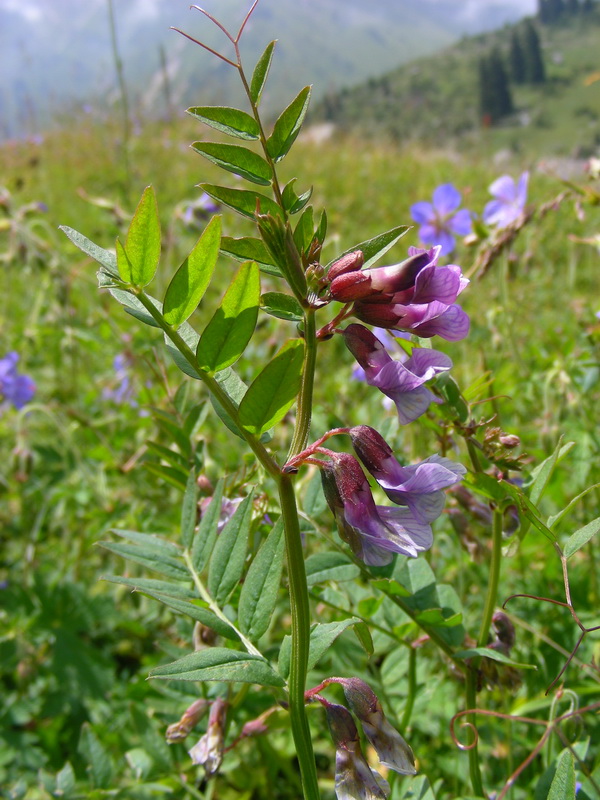 Image of Vicia sepium specimen.