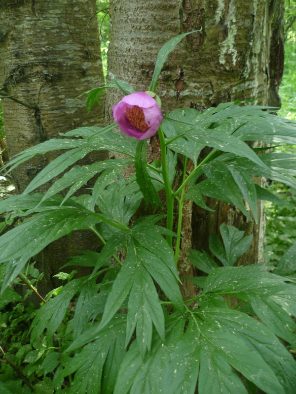 Изображение особи Paeonia anomala.