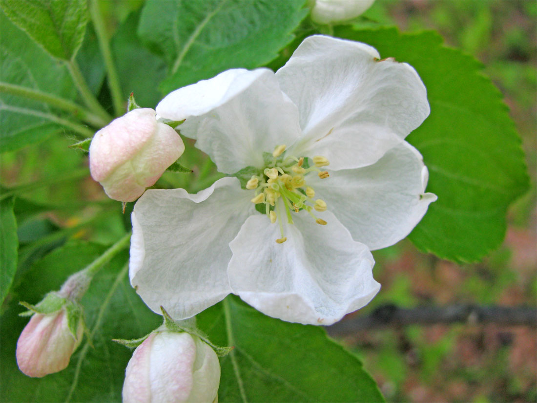 Изображение особи Malus domestica.