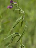 Matthiola bicornis