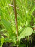 Image of taxon representative. Author is Юрий Панов
