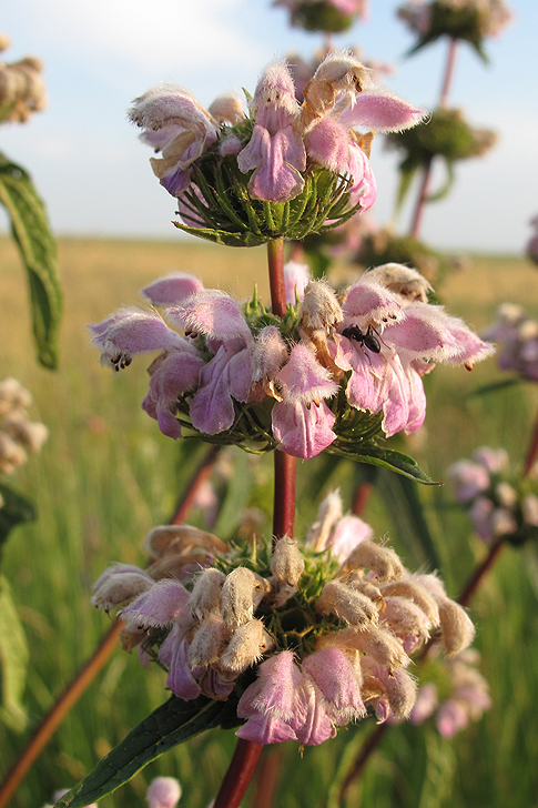 Изображение особи Phlomoides tuberosa.