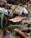 Galanthus alpinus. Цветущее растение. Адыгея, пер. Азишский. 29.04.2007.