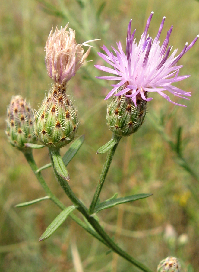 Изображение особи Centaurea stoebe.