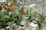 Pyracantha coccinea