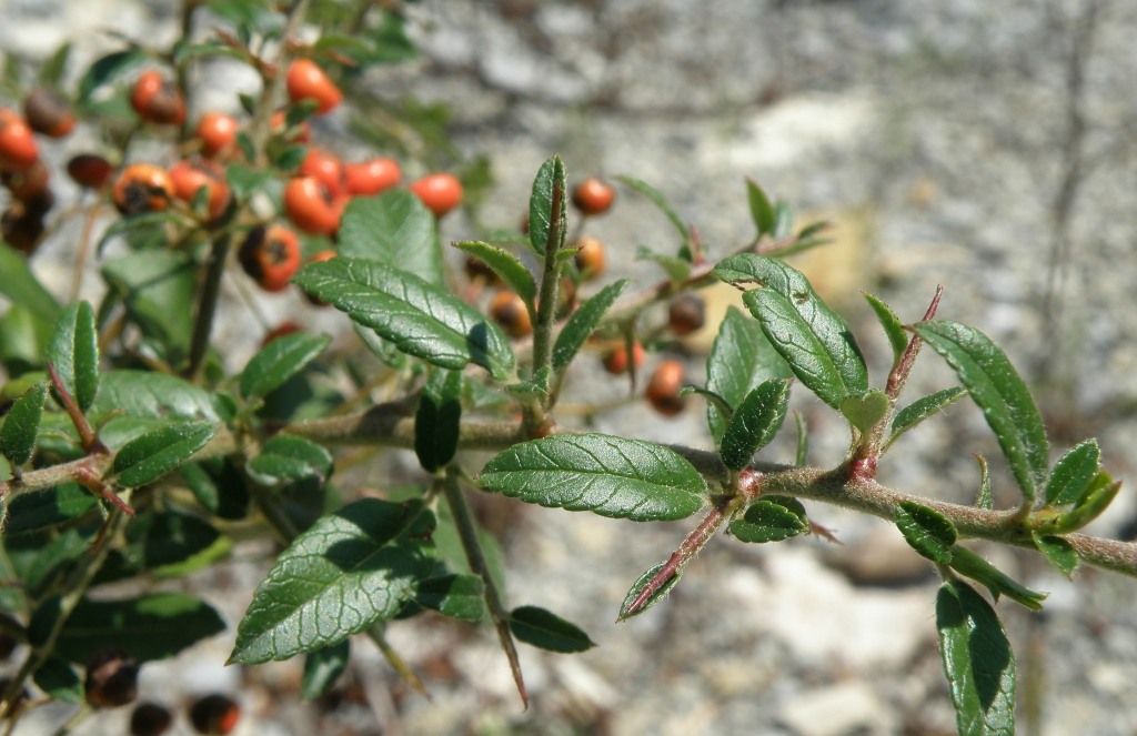 Image of Pyracantha coccinea specimen.