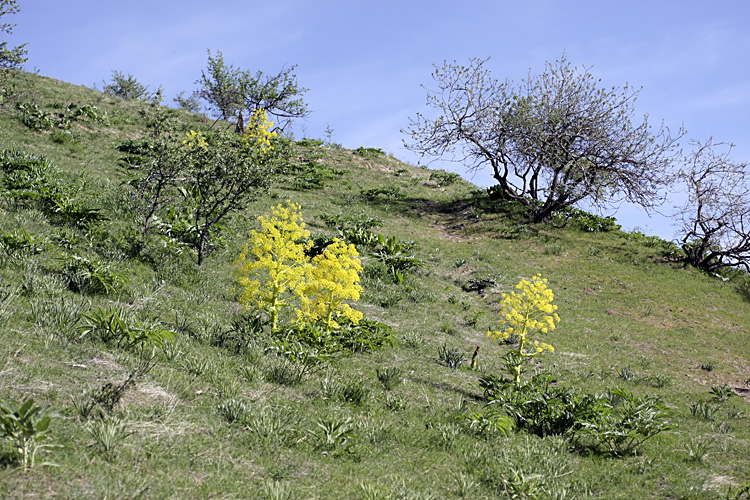 Image of genus Ferula specimen.