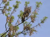 Fraxinus pennsylvanica. Ветвь с женскими соцветиями и прошлогодними плодами. Санкт-Петербург, середина мая.