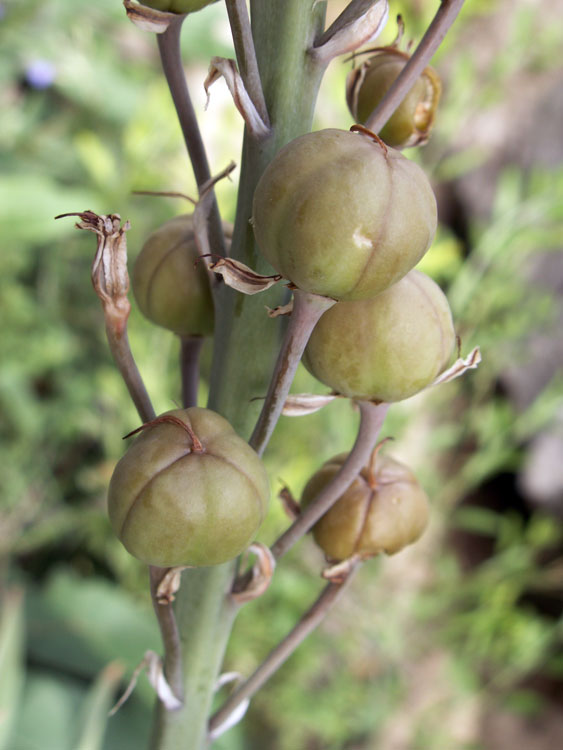 Изображение особи Eremurus comosus.