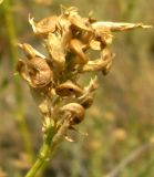 Medicago transoxana. Часть соплодия. Копетдаг, Чули. Июнь 2011 г.