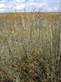 Artemisia pauciflora