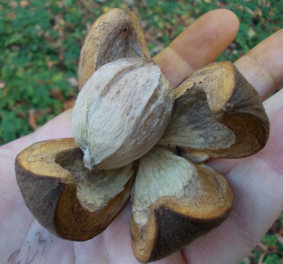 Image of genus Carya specimen.