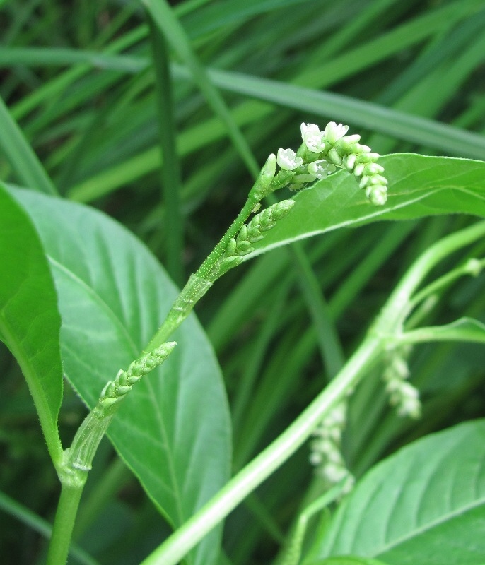 Image of Persicaria lapathifolia specimen.