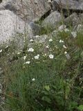 Minuartia circassica