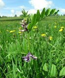 Vicia sepium