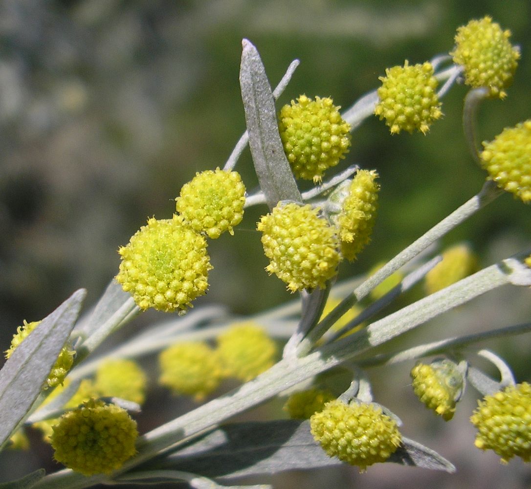 Image of Artemisia absinthium specimen.