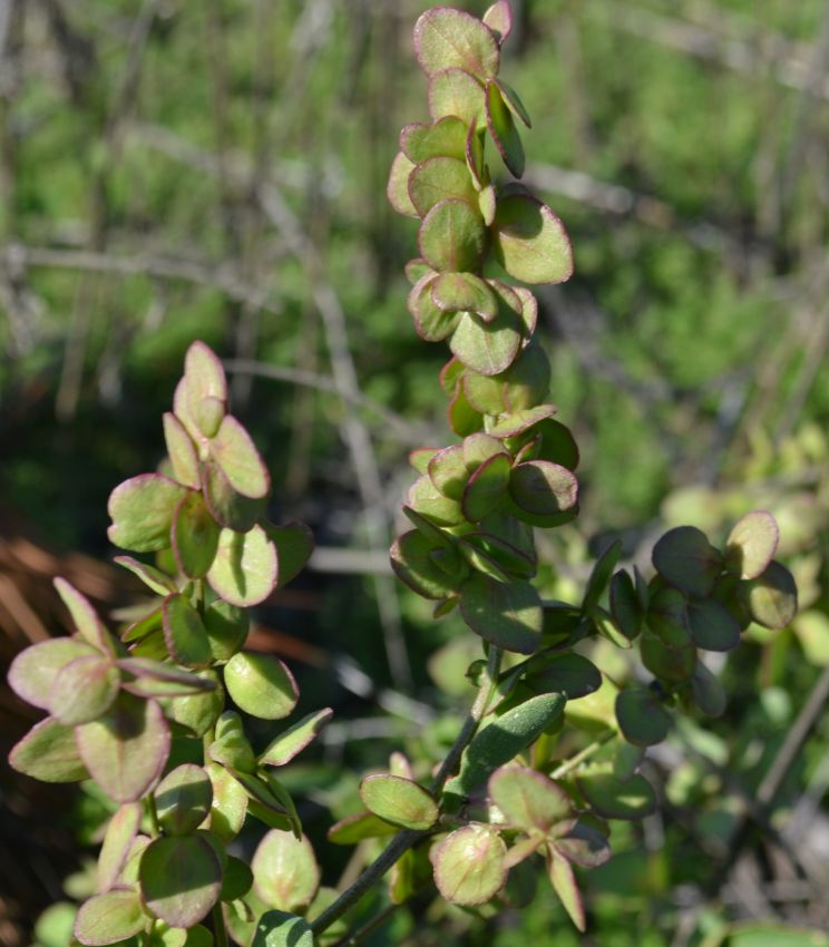 Image of genus Atriplex specimen.