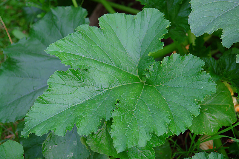 Image of Cucurbita pepo specimen.