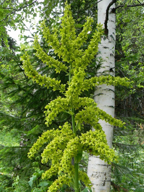 Изображение особи Veratrum lobelianum.