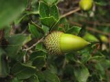 Quercus coccifera. Верхушка веточки с жёлудем. Испания, Каталония, провинция Girona, Costa Brava, Sant Feliu de Guíxols, в подлеске жестколистного средиземноморского леса. 23 октября 2008 г.