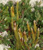 Lycopodium dubium. Растения с прошлогодними пустыми колосками, у которых отогнуты спорофиллы (на переднем плане) и спороносящие растения. Мурманская обл., Кандалакшский р-н, окр. пос. Лувеньга, южный склон гор Лувеньгские Тундры, тундровый пояс, 350 м н.у.м. 01.07.2010.