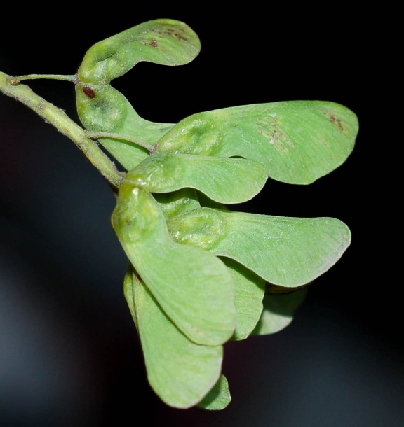 Image of Acer ukurunduense specimen.