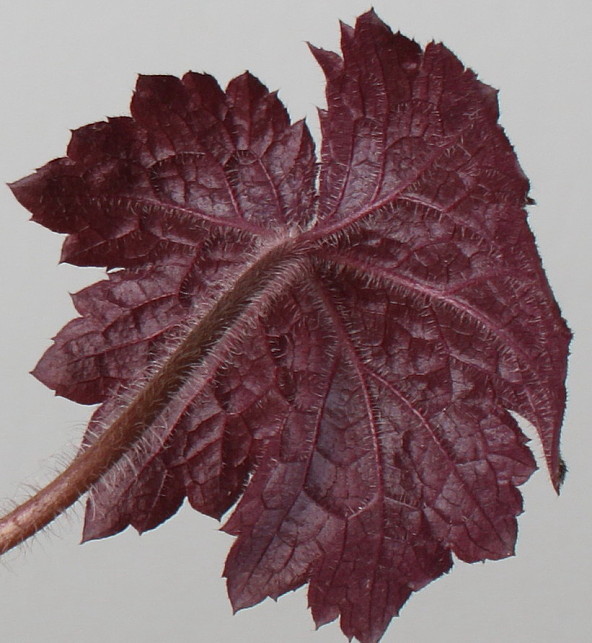 Изображение особи Heuchera micrantha.