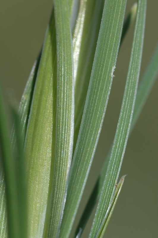 Image of Iris loczyi specimen.