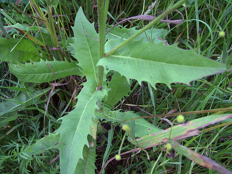 Image of Picris hieracioides specimen.